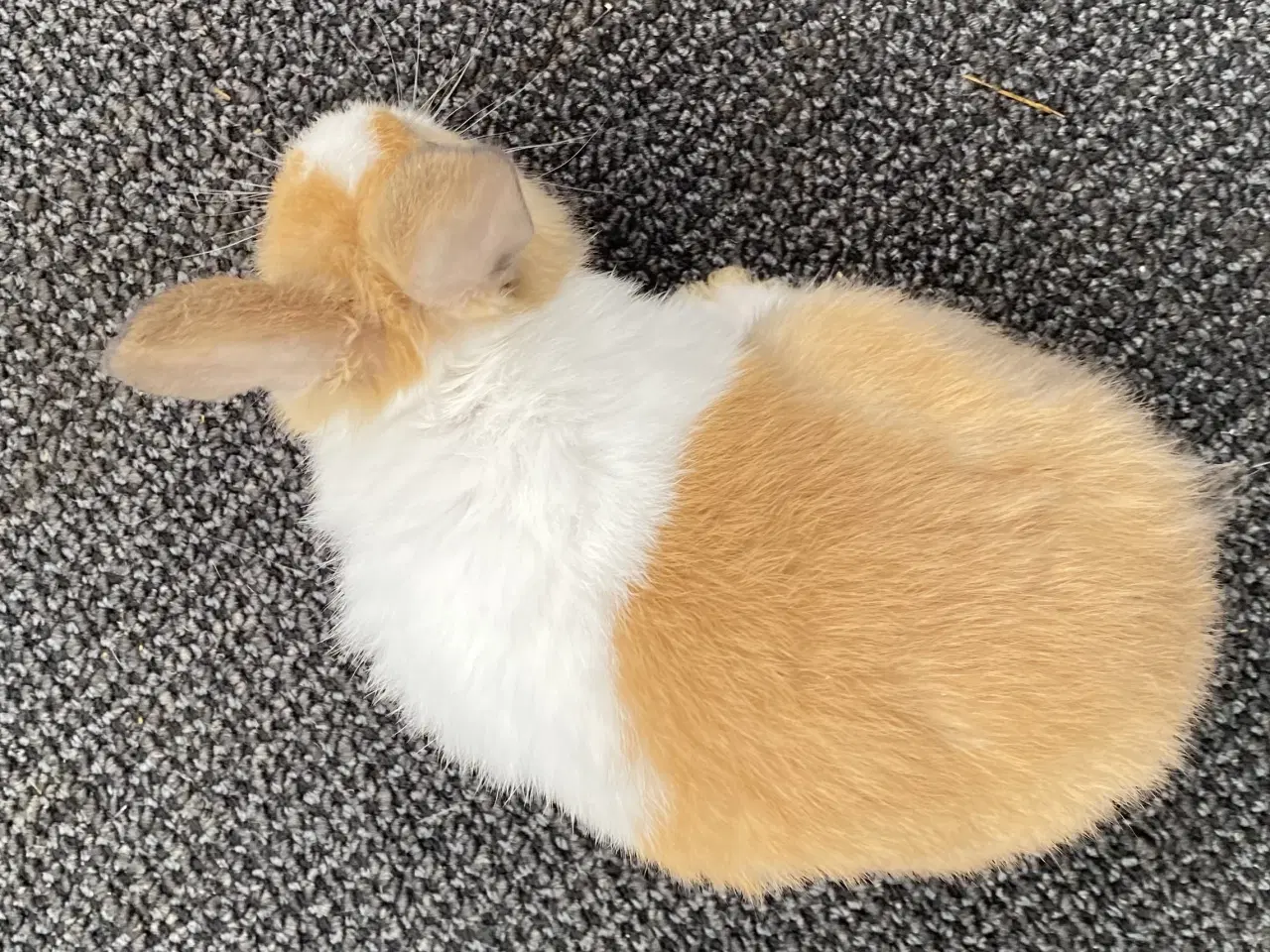 Billede 4 - HOLLÆNDER HUN MADAGASCAR