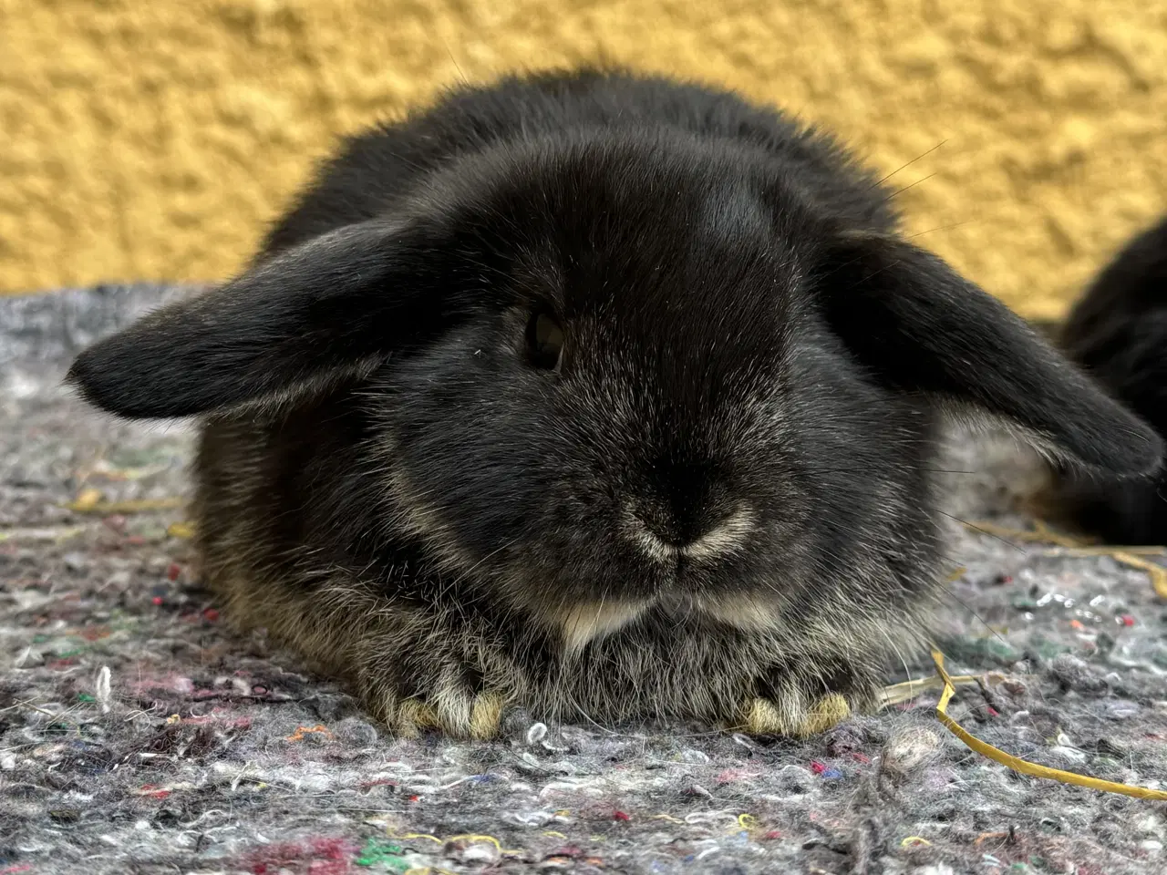 Billede 5 - Dværgvædder unger sælges