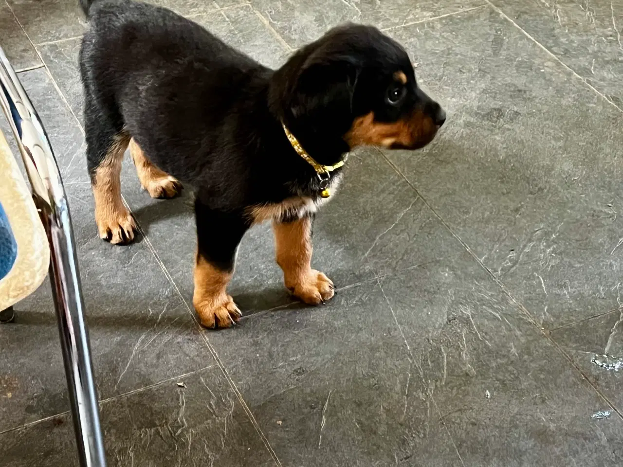 Billede 10 - Rottweiler hvalpe må rejse 20 Juni 2025