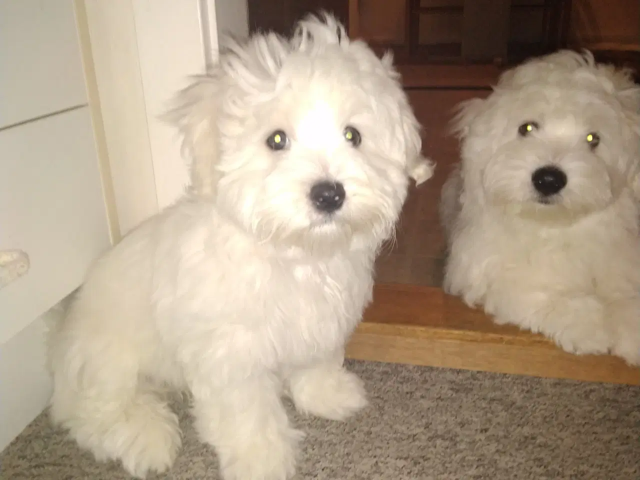 Billede 5 - Coton de Tulear 