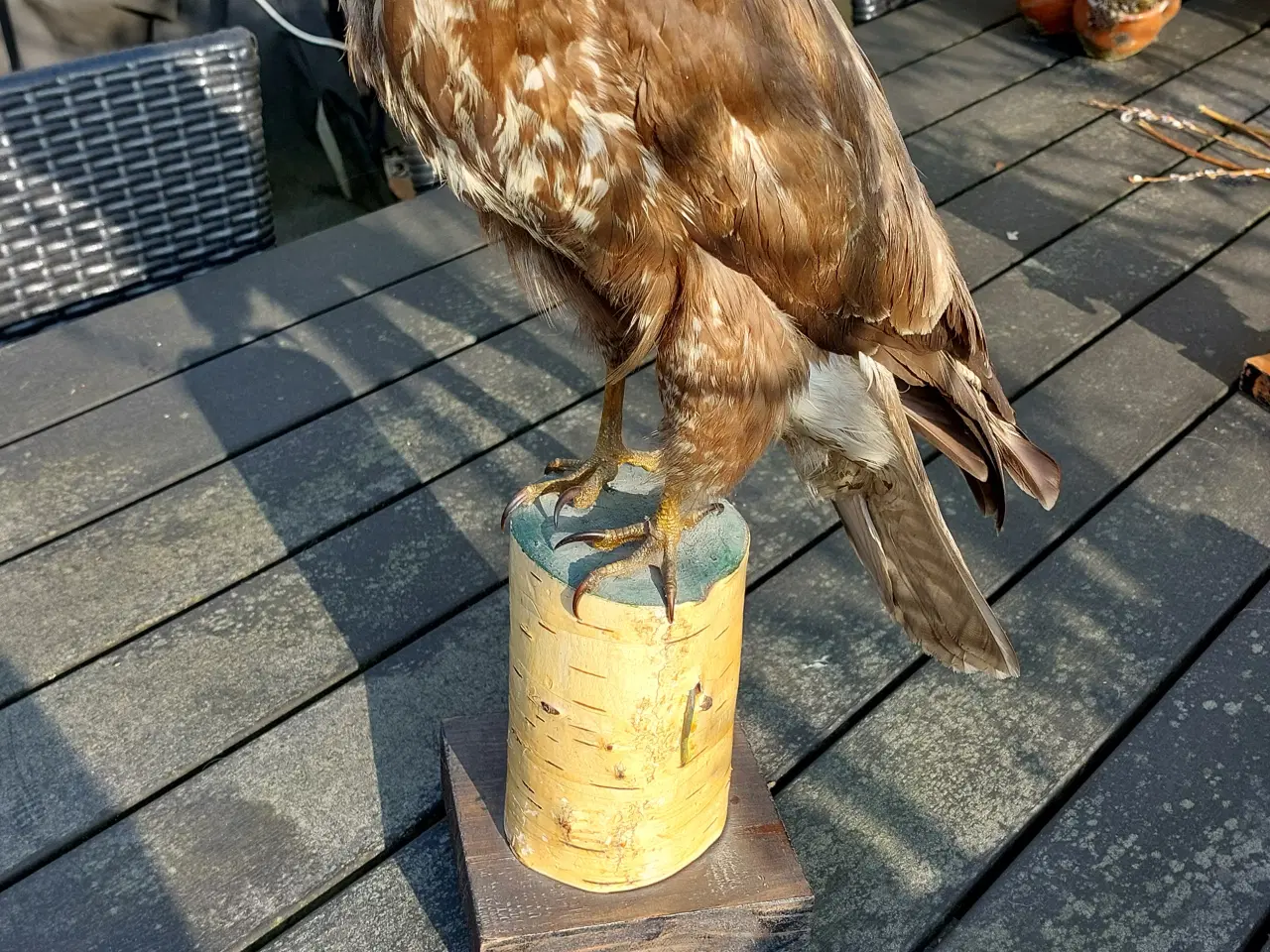 Billede 1 - Udstoppet musvåge