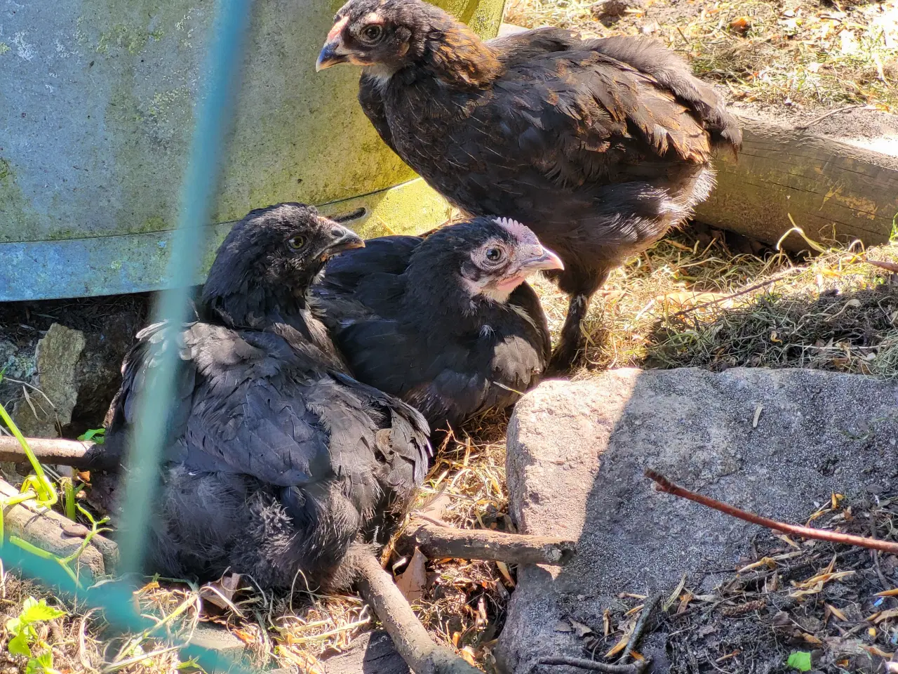 Billede 3 - Høne kyllinger 7 uger gamle
