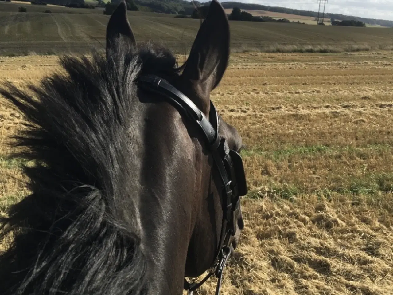 Billede 5 - Smuk hest
