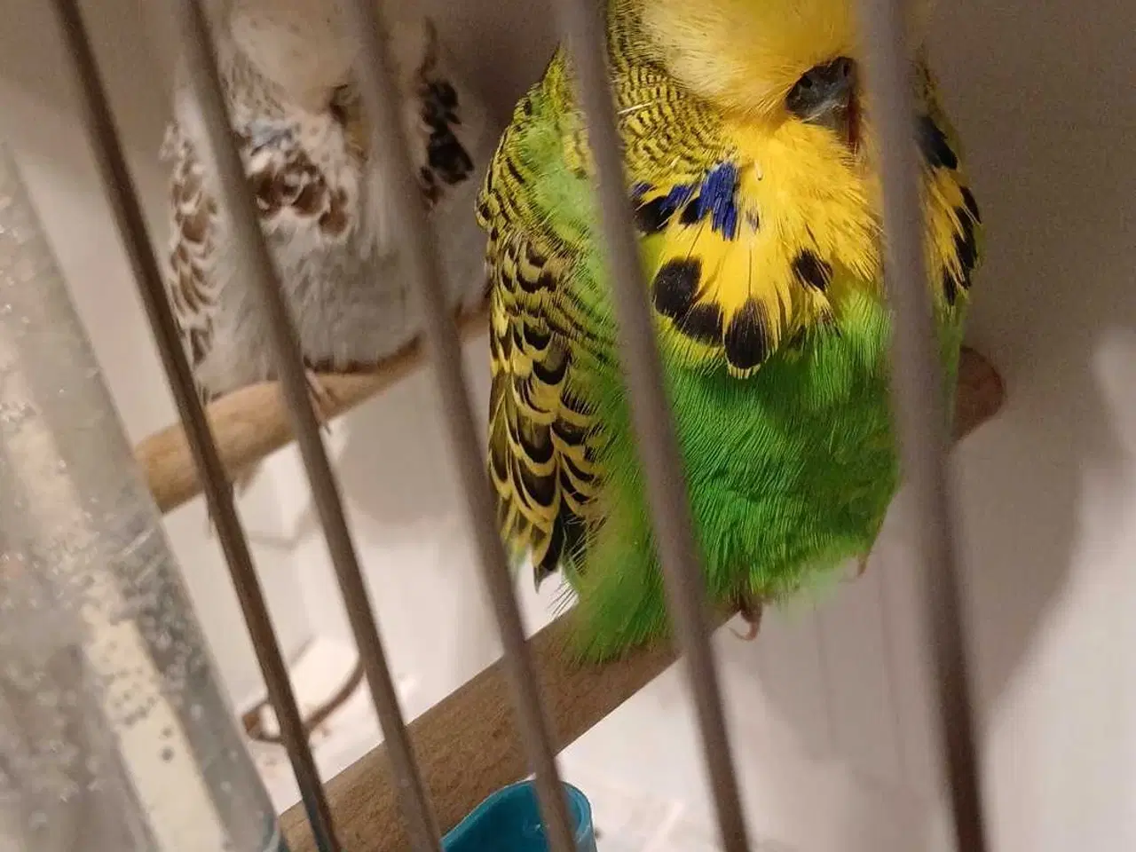 Billede 2 - 1 par Engelske undulater 