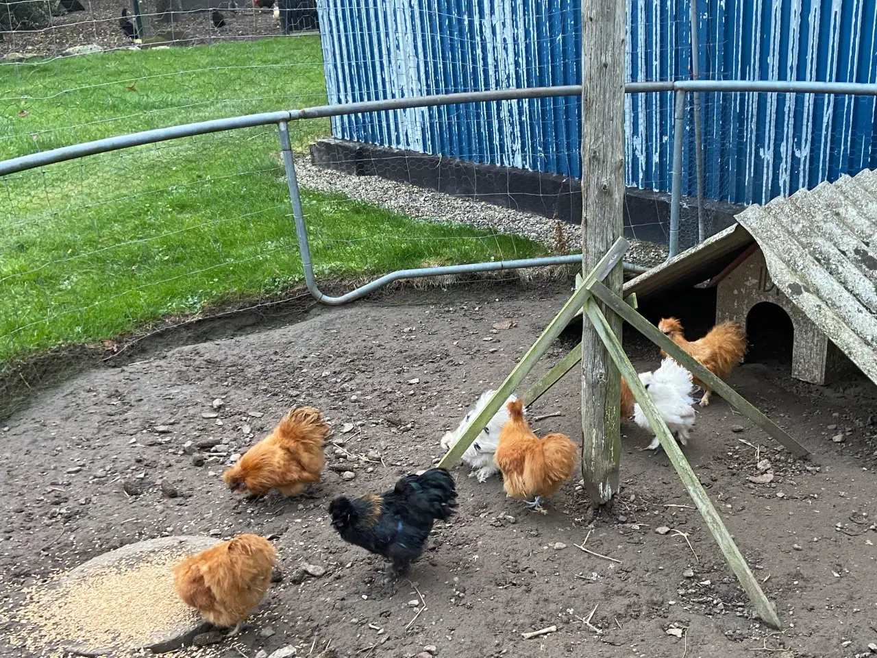 Billede 1 - Dværg silkehaner