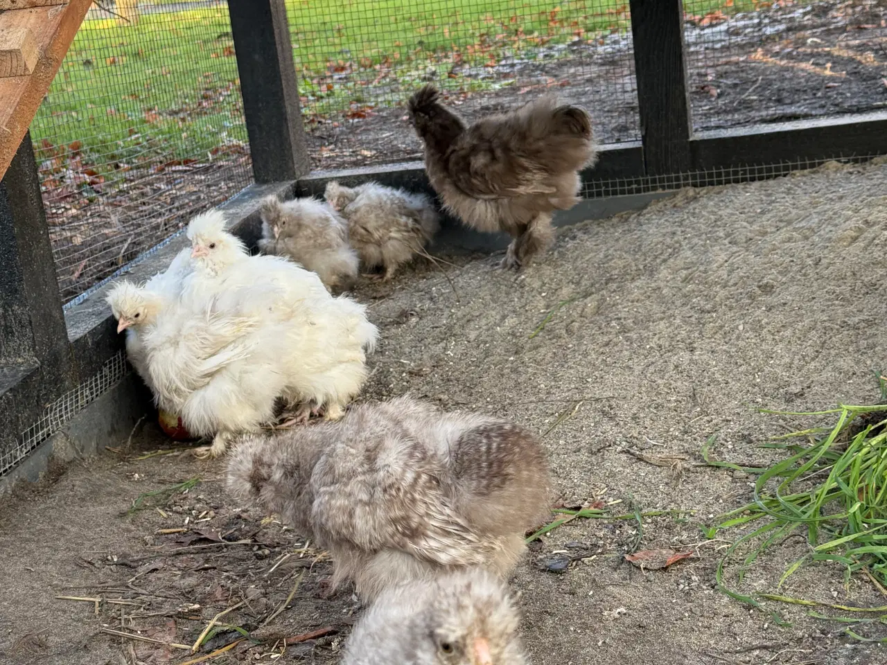 Billede 4 - Silkehøns rugeæg