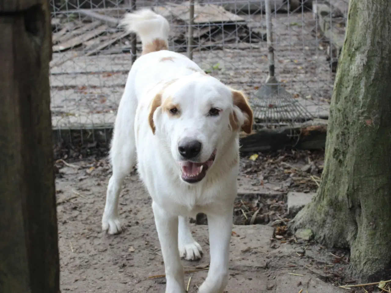 Billede 10 - Smukkeste Falki søger sit helt eget hjem