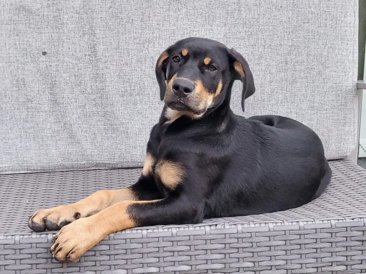 Billede 4 - Hundhvalp halv labrador halv dobermann