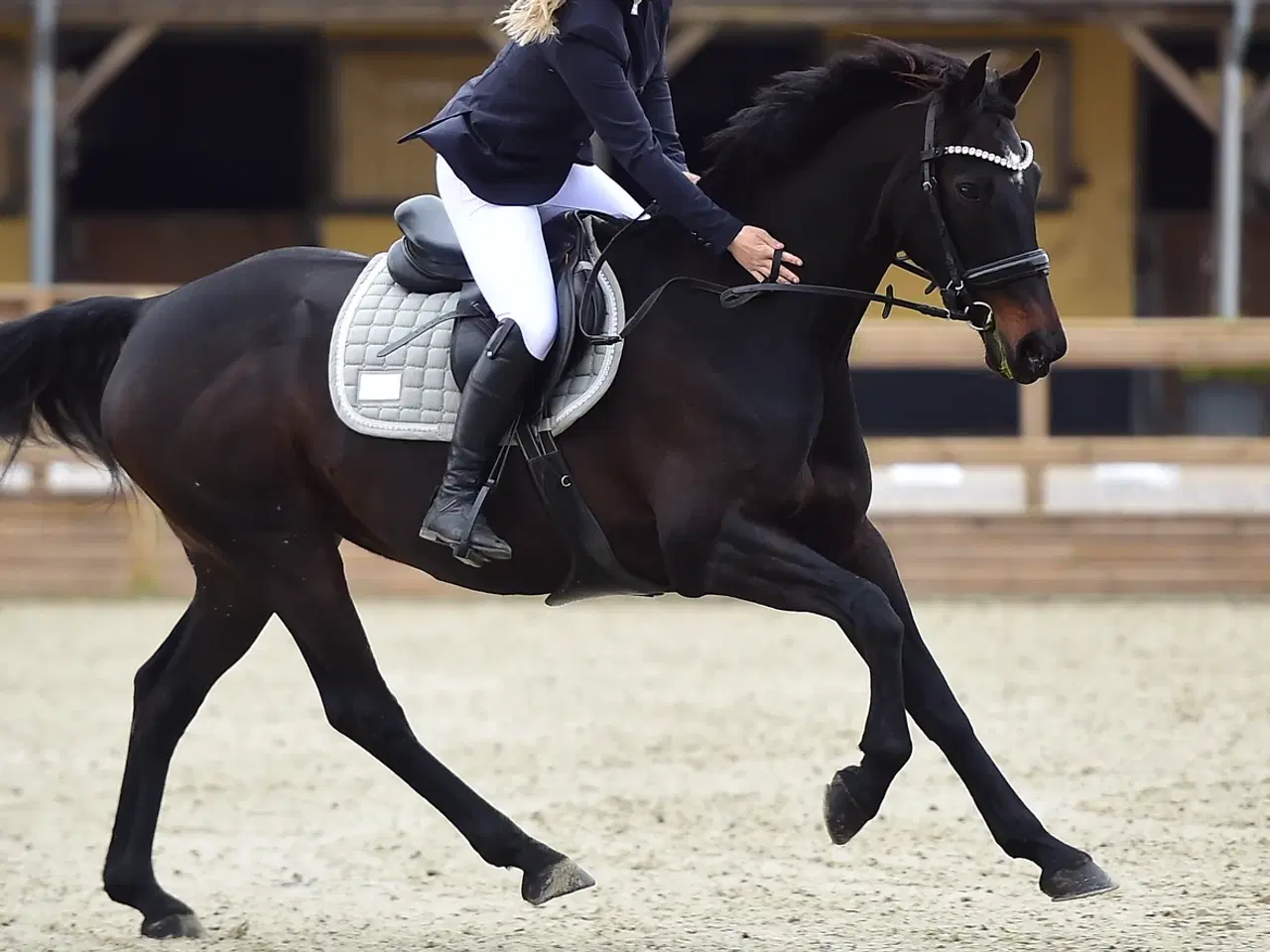 Billede 3 - Smuk hoppe 