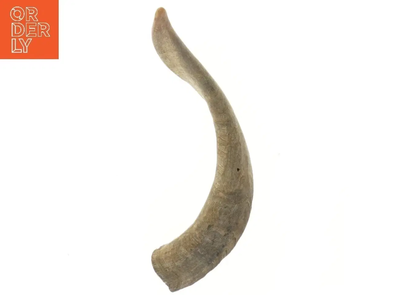 Billede 3 - Naturlig horn dekoration (str. 30 cm)