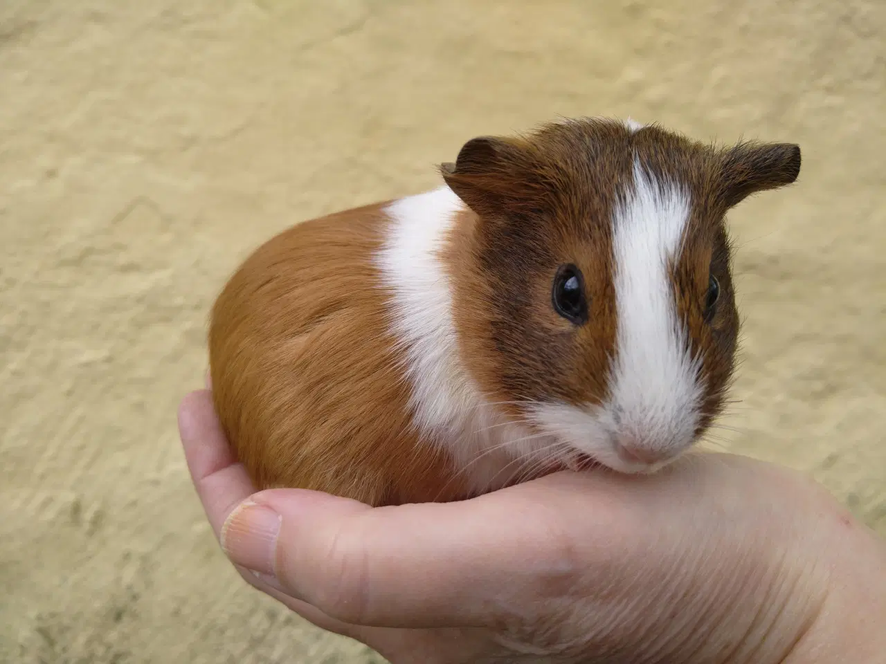 Billede 3 - 3 hun unger, søstre at vælge imellem 