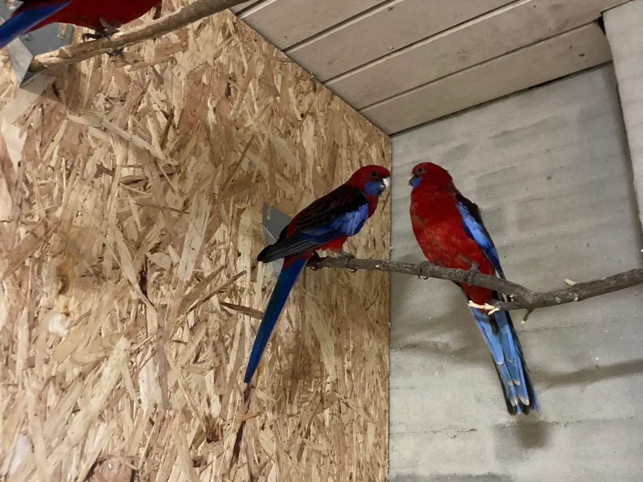 Billede 3 - Pannant Parekitter 