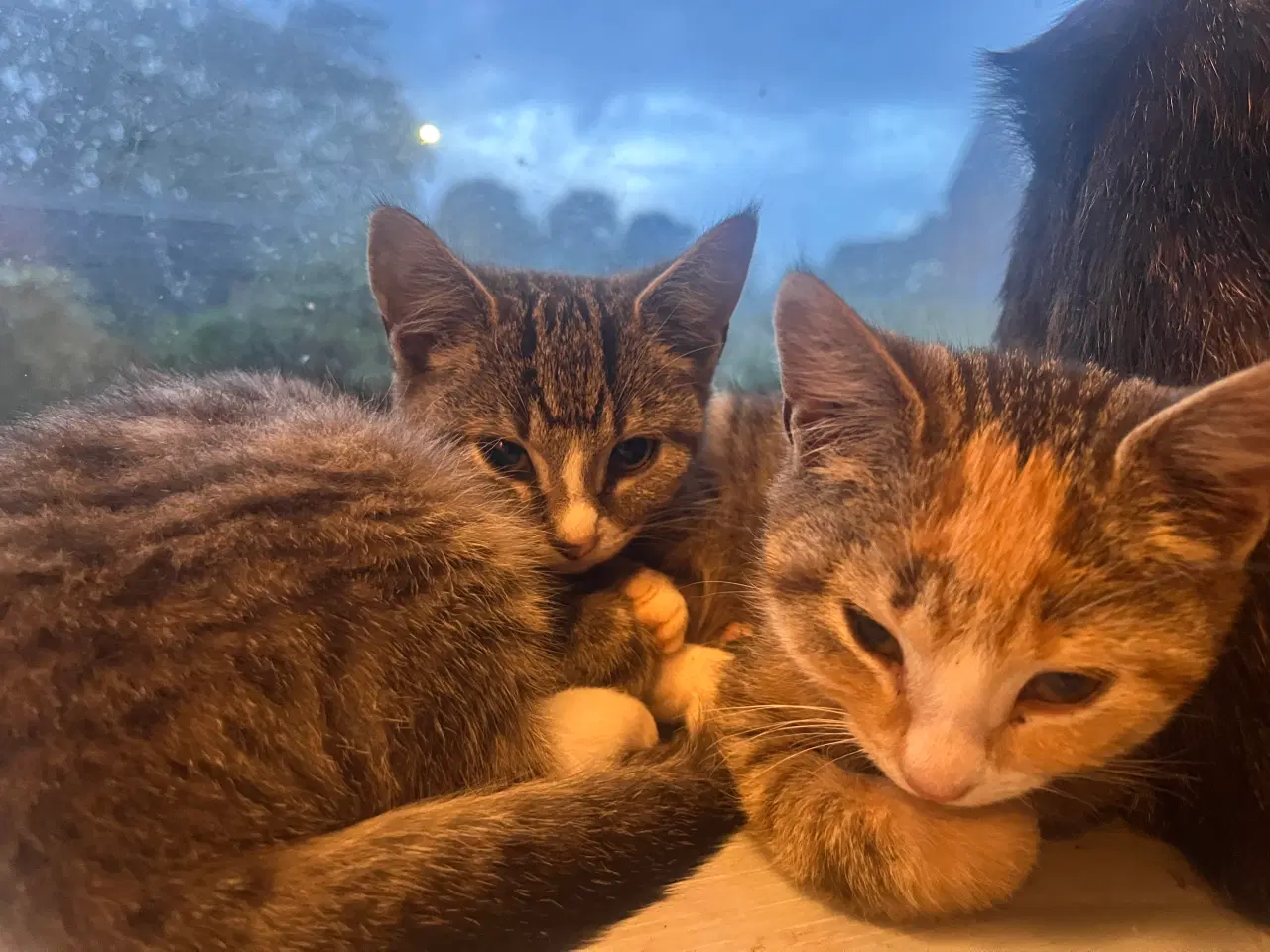 Billede 1 - 2 kuld , Indendørskillinger-afdrag muligt