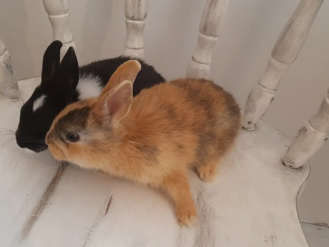 Billede 11 - 8 Unge kaniner🐰🐇 forskellige racer