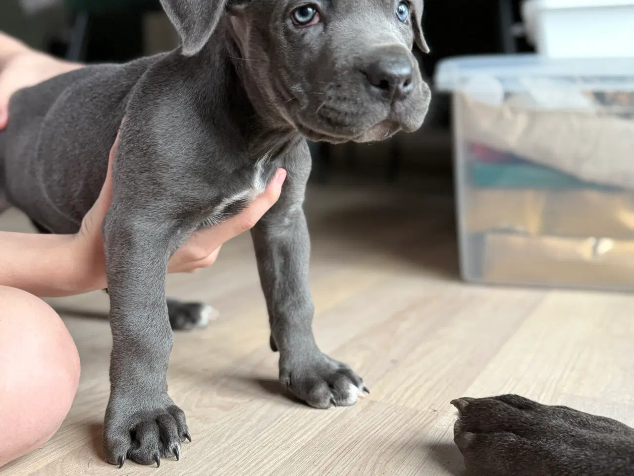 Billede 1 - Blå Cane Corso tæve