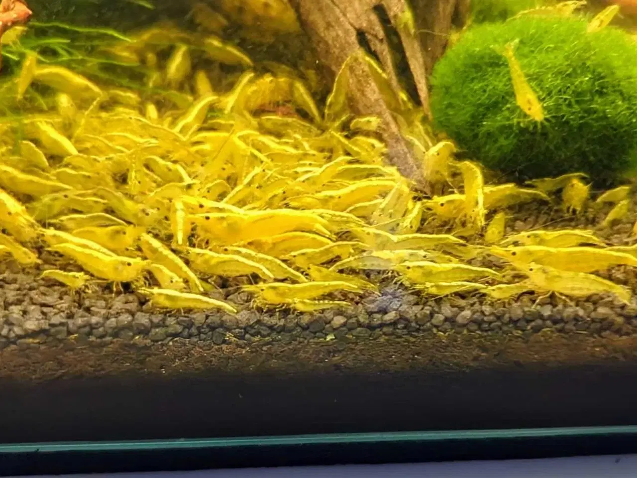 Billede 1 - Gule Neocaridina – Yellow Fire Neon Backstripe