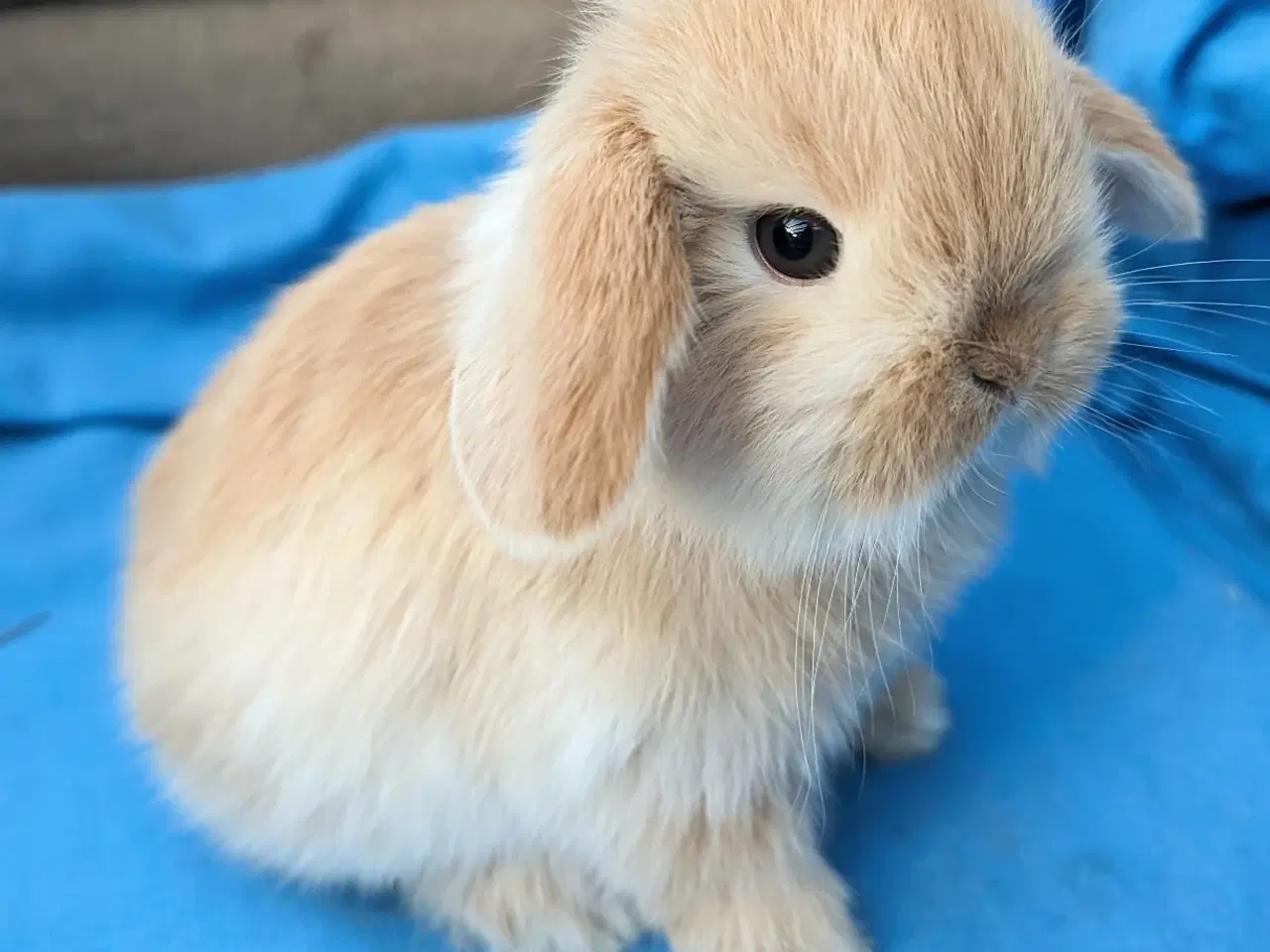Billede 1 - Minilop kaninunge 