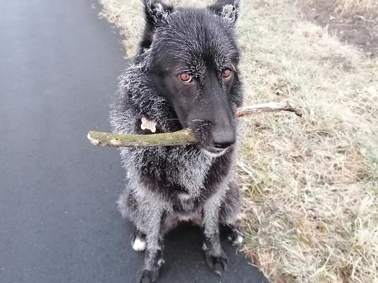 Billede 5 - Hunde søger nyt hjem