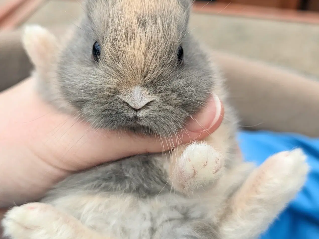 Billede 7 - Hermelin kaninunge sælges 