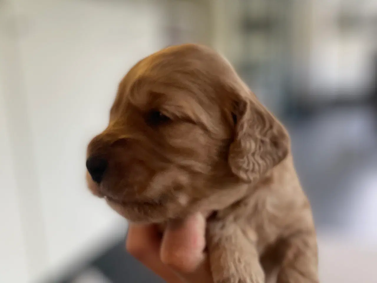Billede 4 - Cockapoo F2 hvalpe