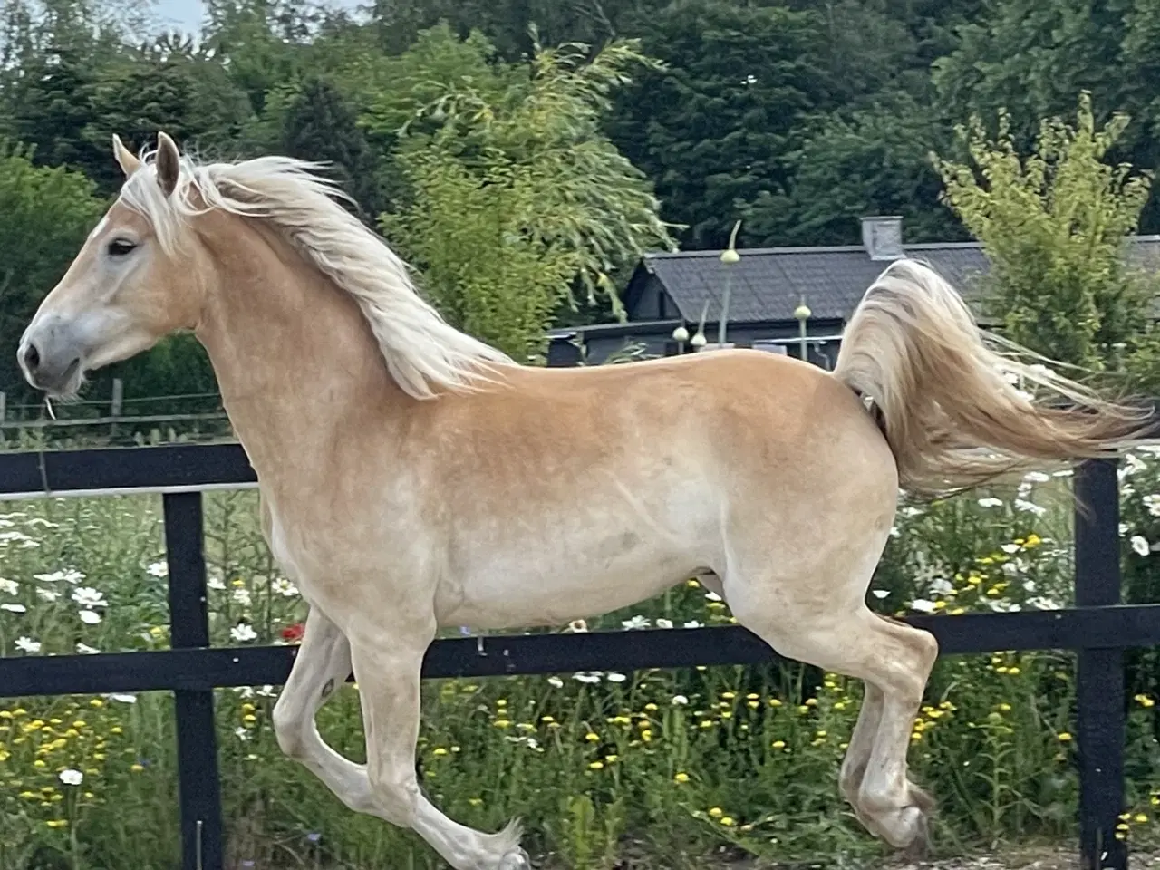 Billede 2 - 5 års haflinger 