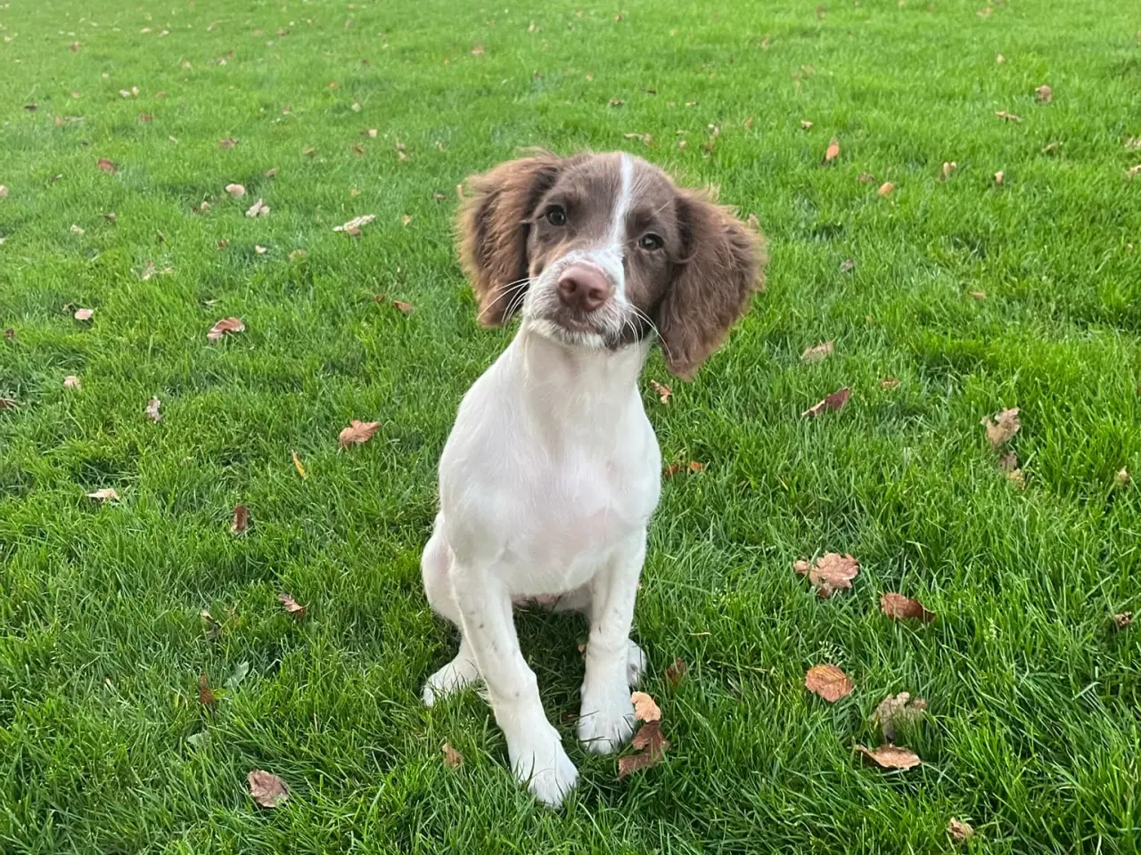 Billede 3 - Ft springer spaniel