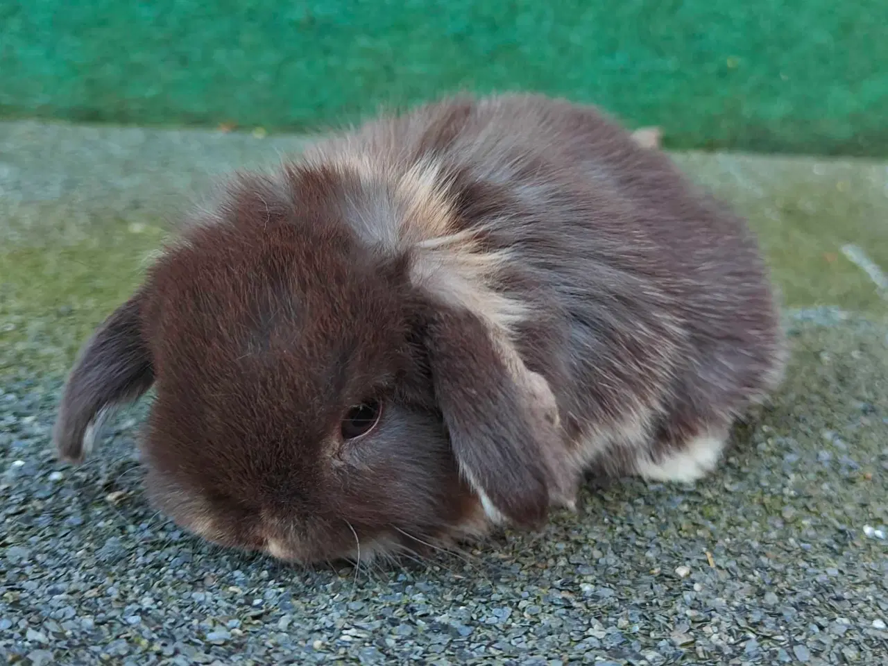 Billede 4 - Minilop hununge