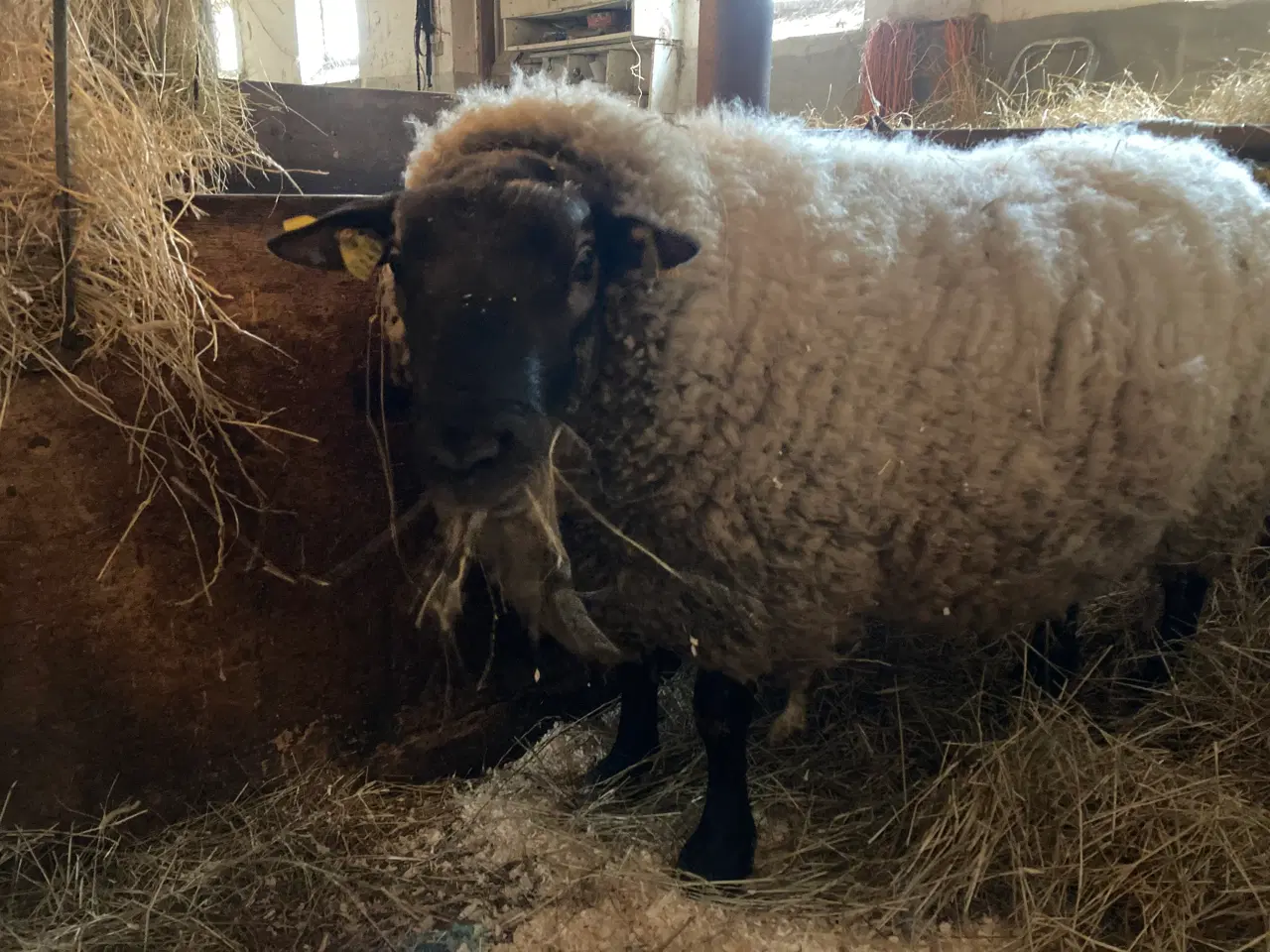 Billede 1 - Flot 2årig Suffolk/Texel vædder