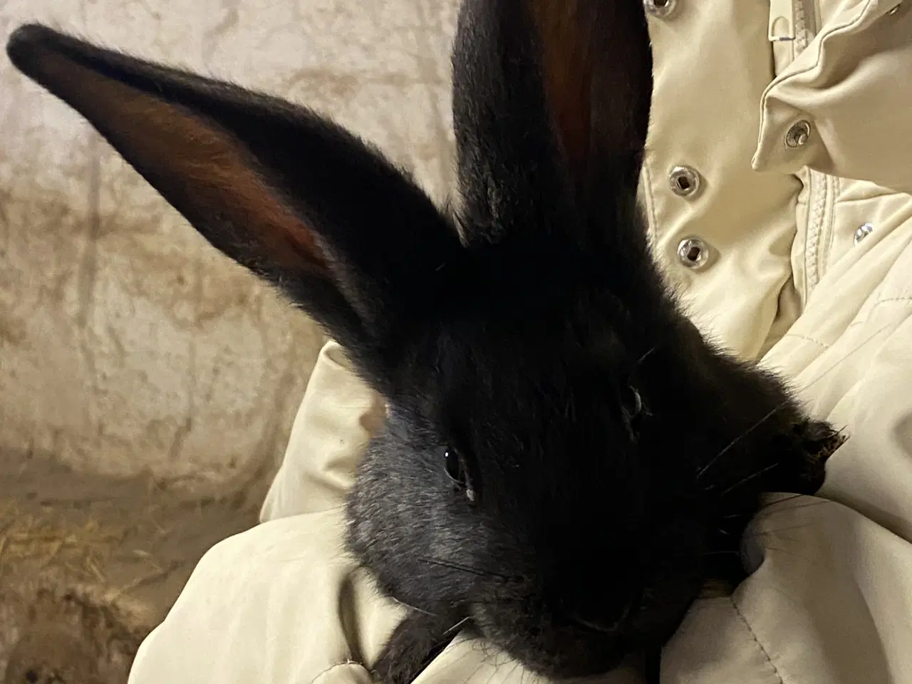 Billede 2 - Belgisk kæmpe - renracet