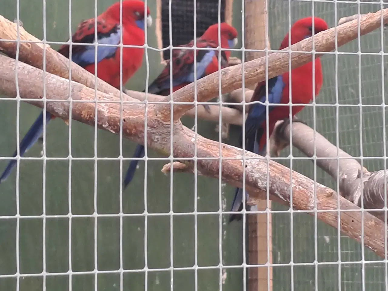 Billede 2 - Penant parakit avlspar