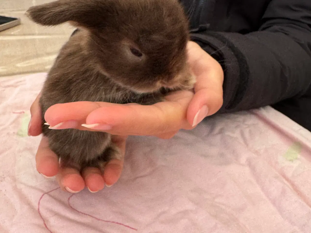 Billede 10 - Mini lop minilop