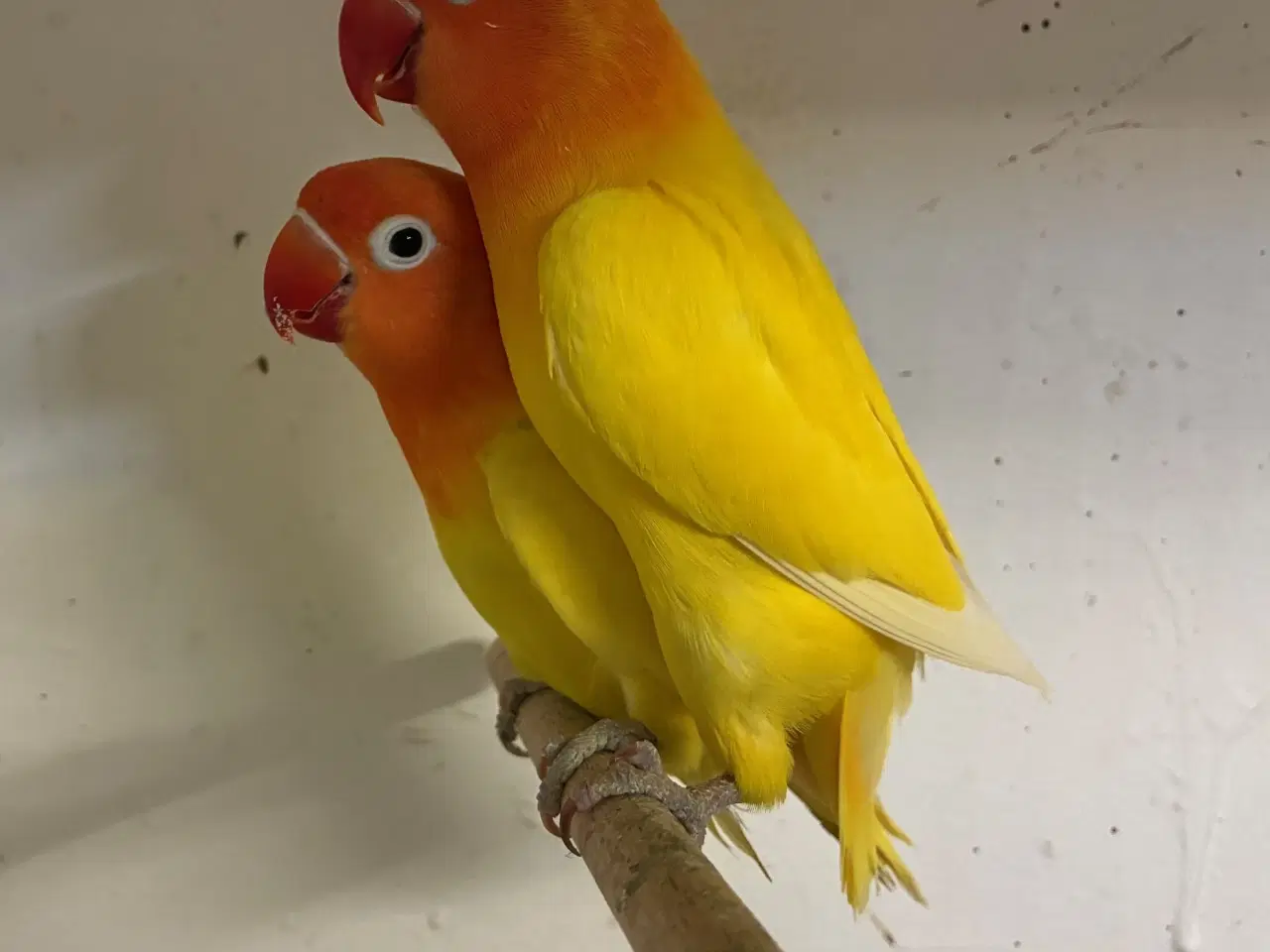 Billede 1 - Rødhovedet Dværgpapegøje