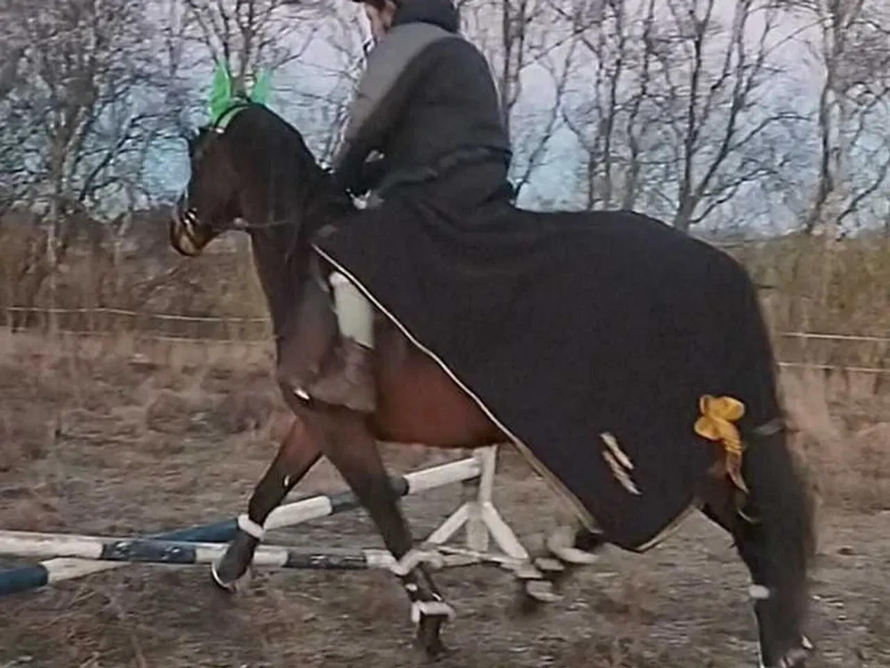 Billede 2 - Kærlig og stabil hoppe sgr forever hjem