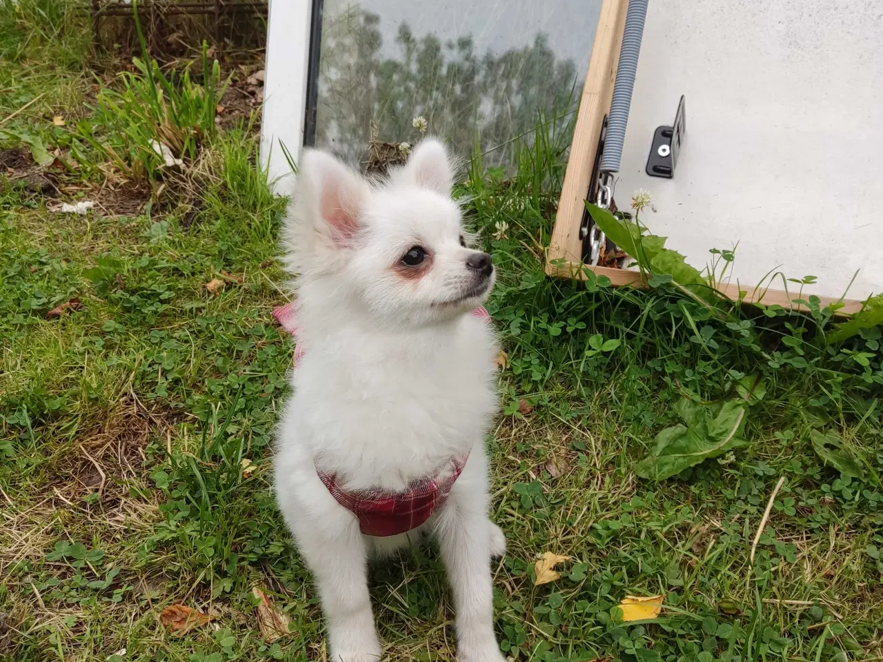 Billede 3 - Mini Pomeranian 