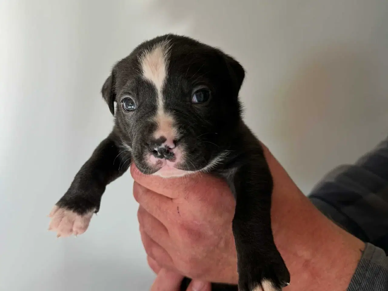 Billede 2 - Bull-Aussie