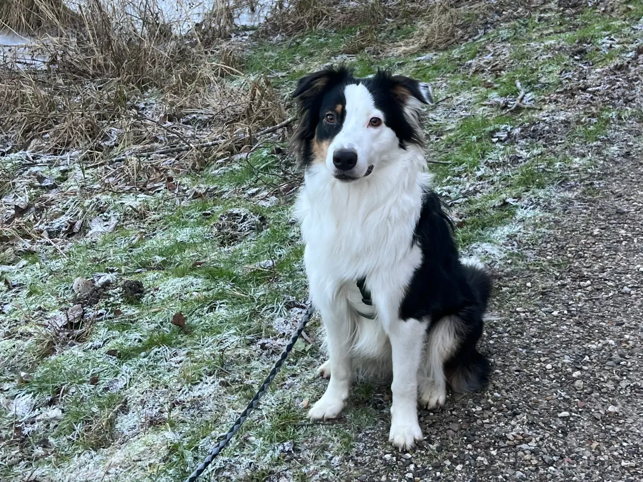 Billede 2 - australian shepherd 