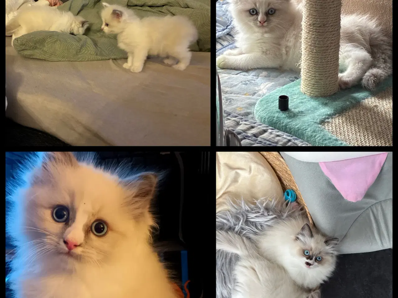 Billede 3 - Utrolig smuk Ragdoll