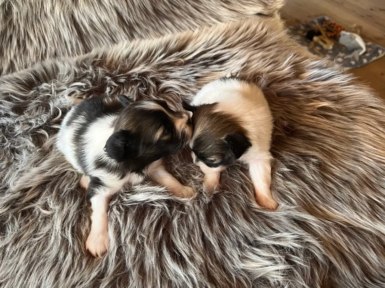 Billede 4 - Papillon hvalpe