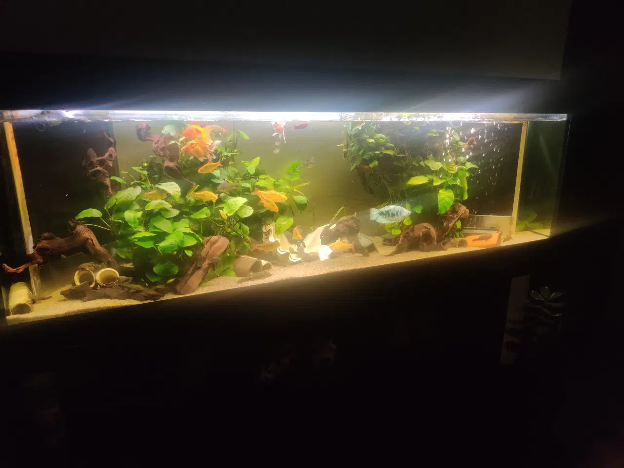 Billede 2 - Akvarium med fisk og tilbehør 