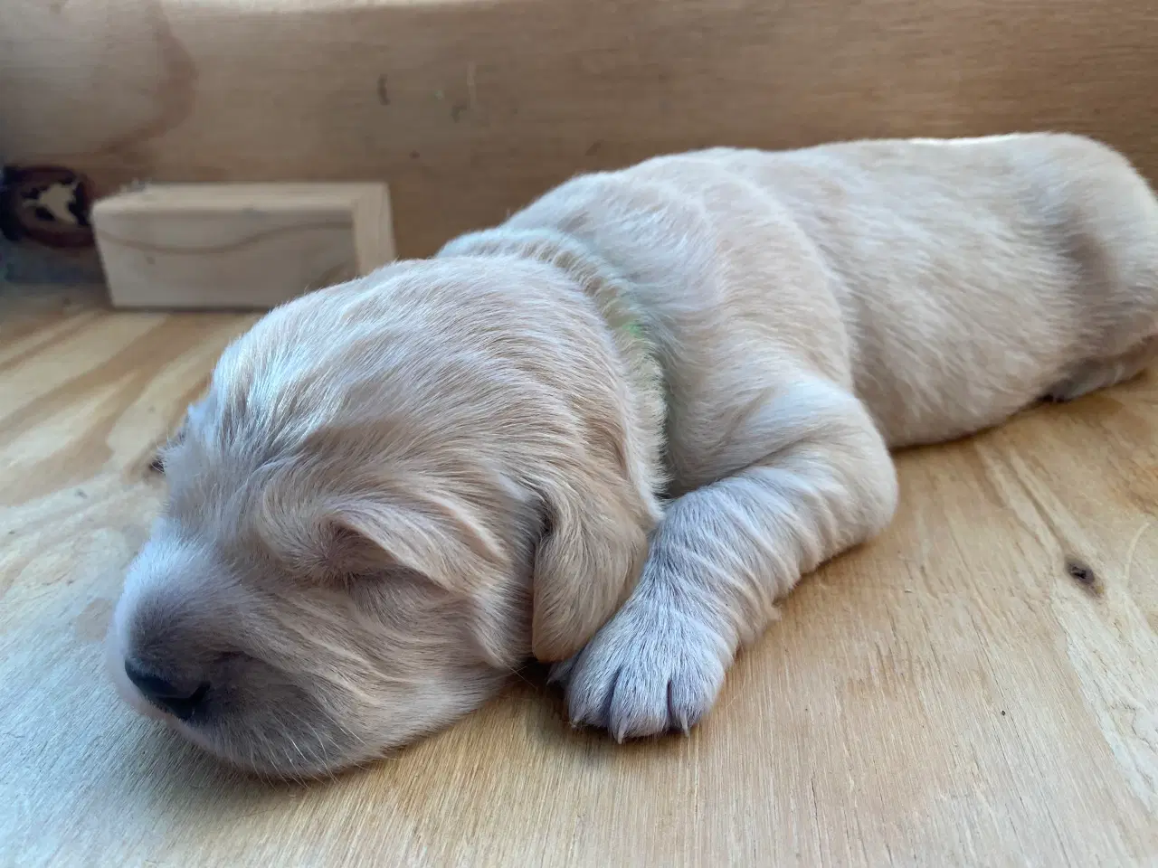 Billede 3 - Golden retriever hvalp 
