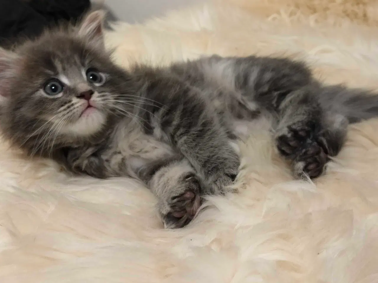 Billede 2 - Maine coon hun killing uden stamtavle