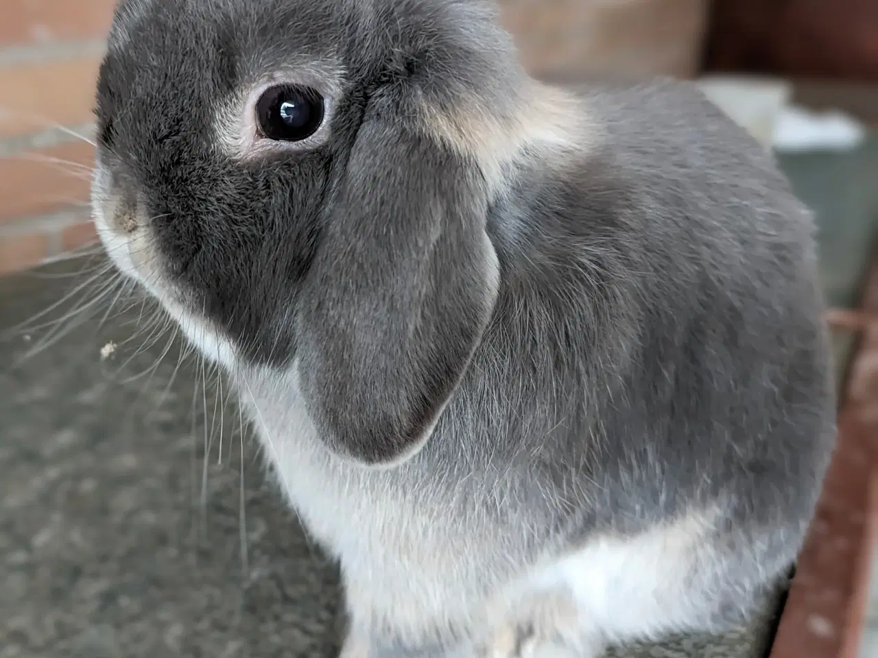 Billede 2 - Minilop kanin sælges