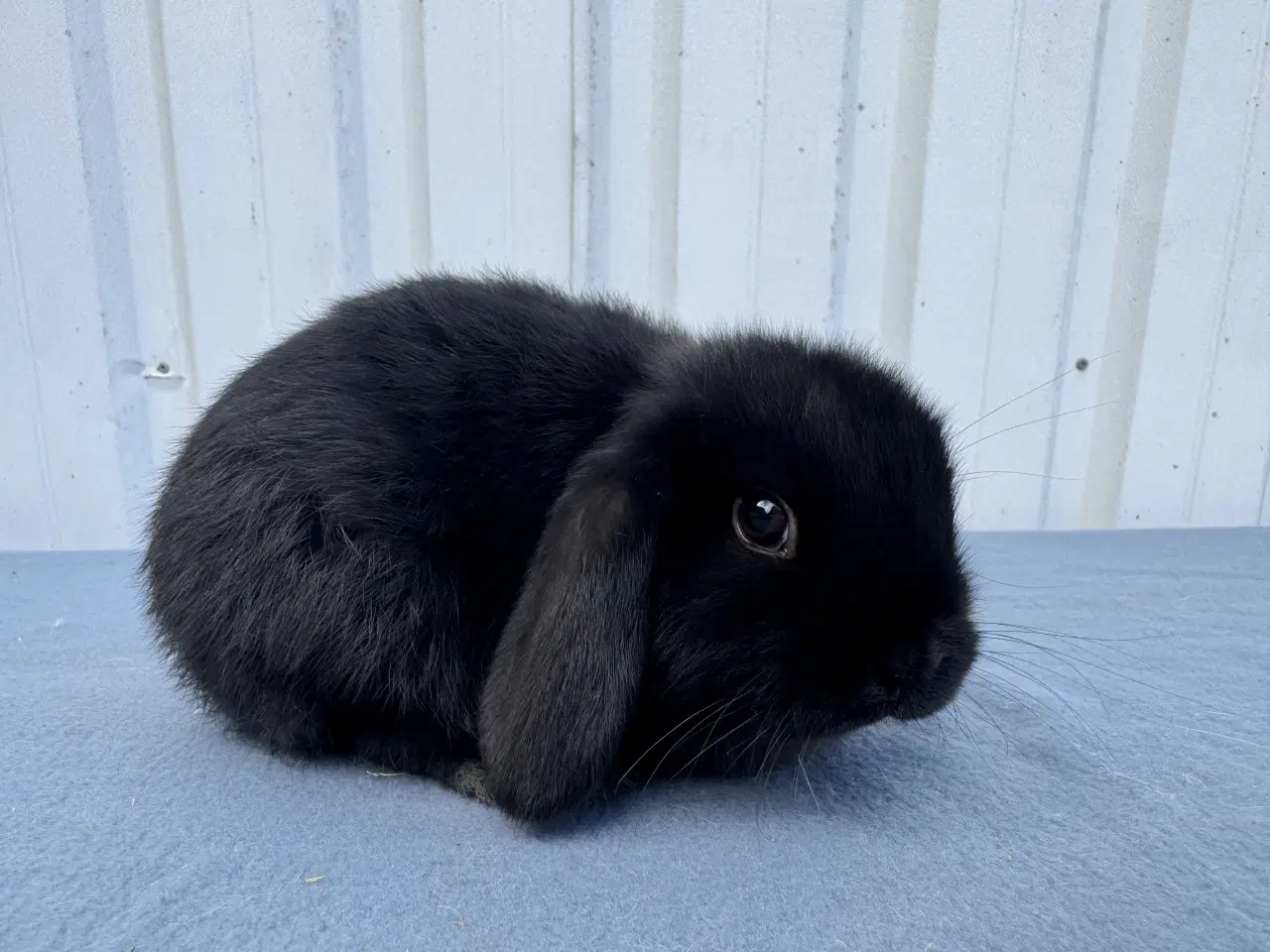 Billede 1 - Dværgvædder hankanin