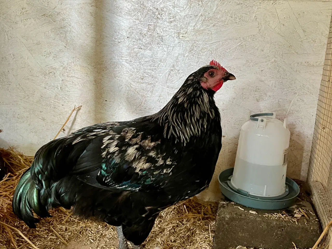 Billede 1 - 4 smukke haner blanding Australorps/ lys sussex