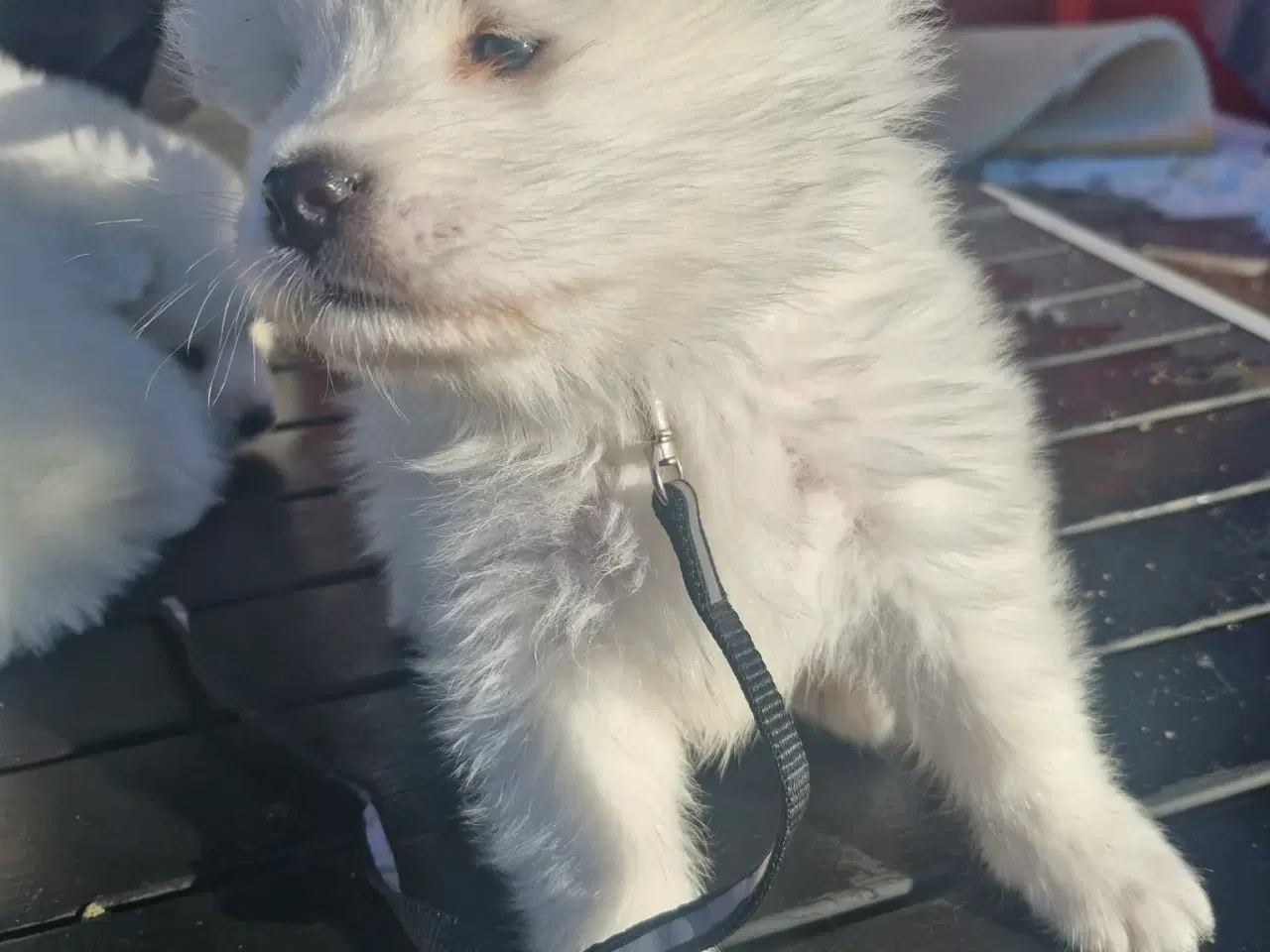 Billede 12 - Hvalpe søger nye hjem