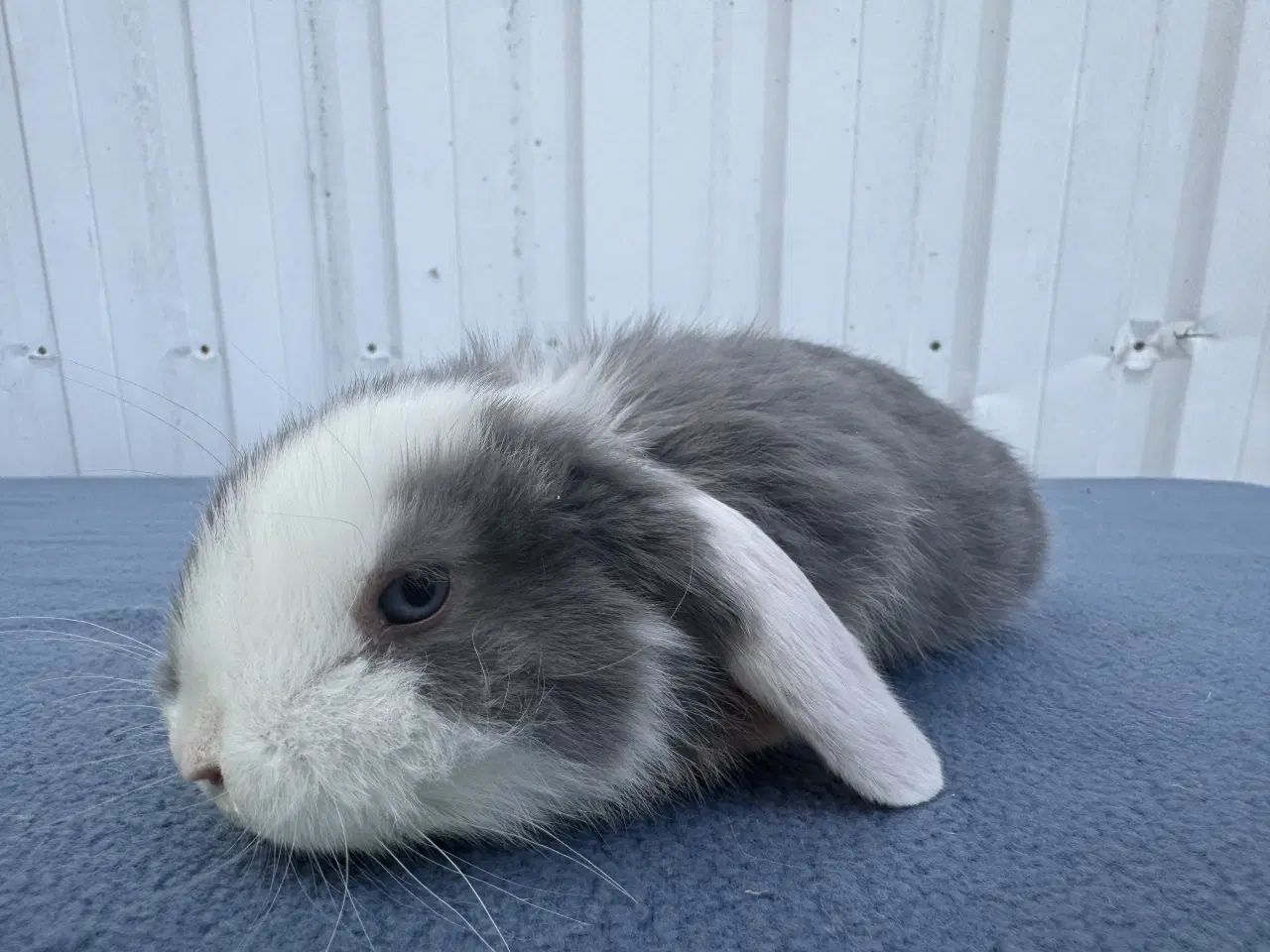 Billede 4 - Dværgvædder hankanin