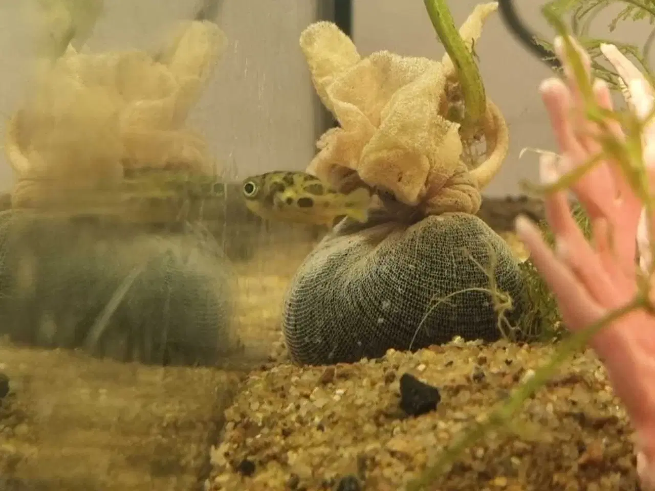 Billede 4 - 40 l. Akvarie med dværgkuglefisk 