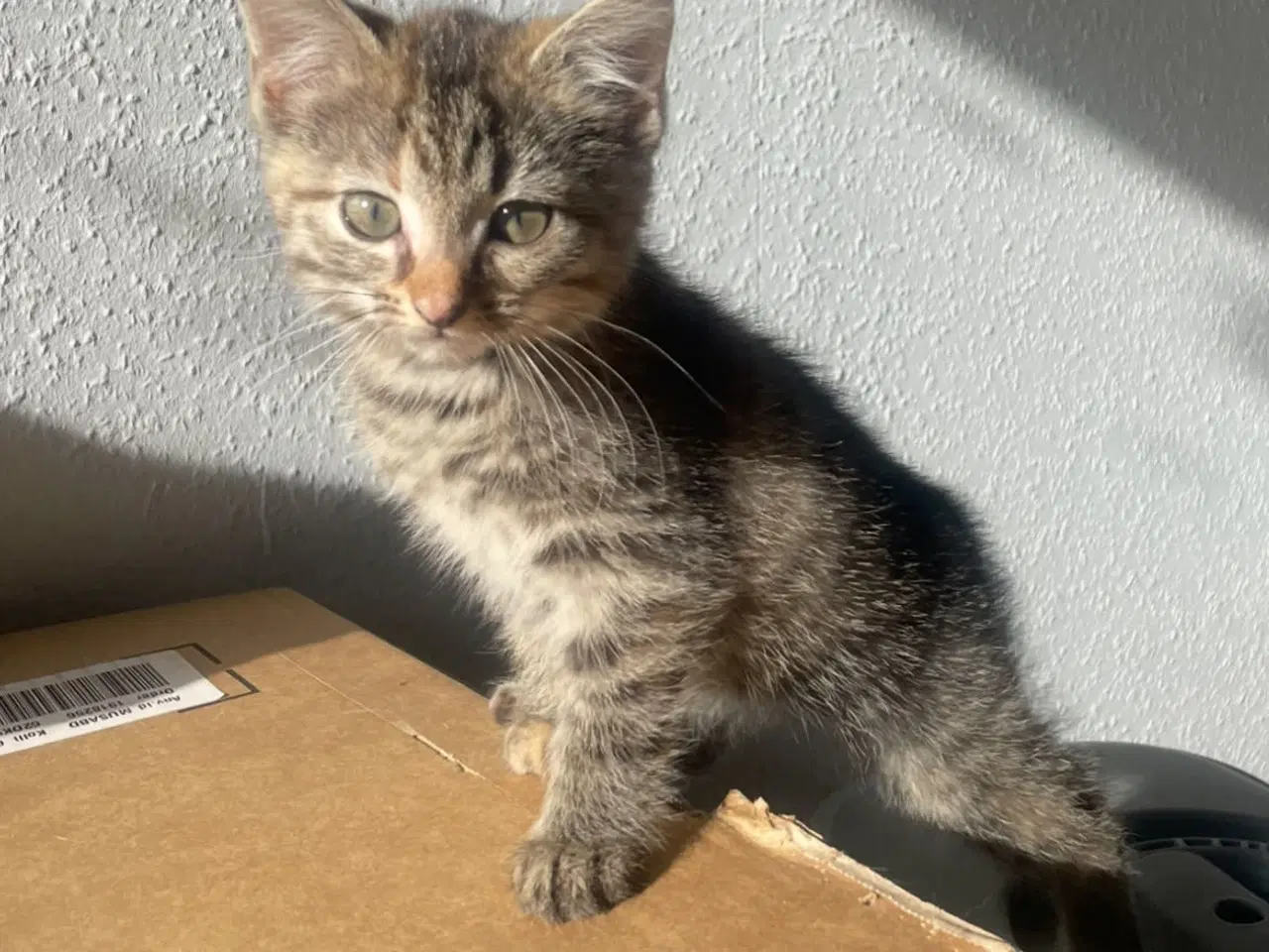 Billede 3 - To fine piger søger hjem eller stald.