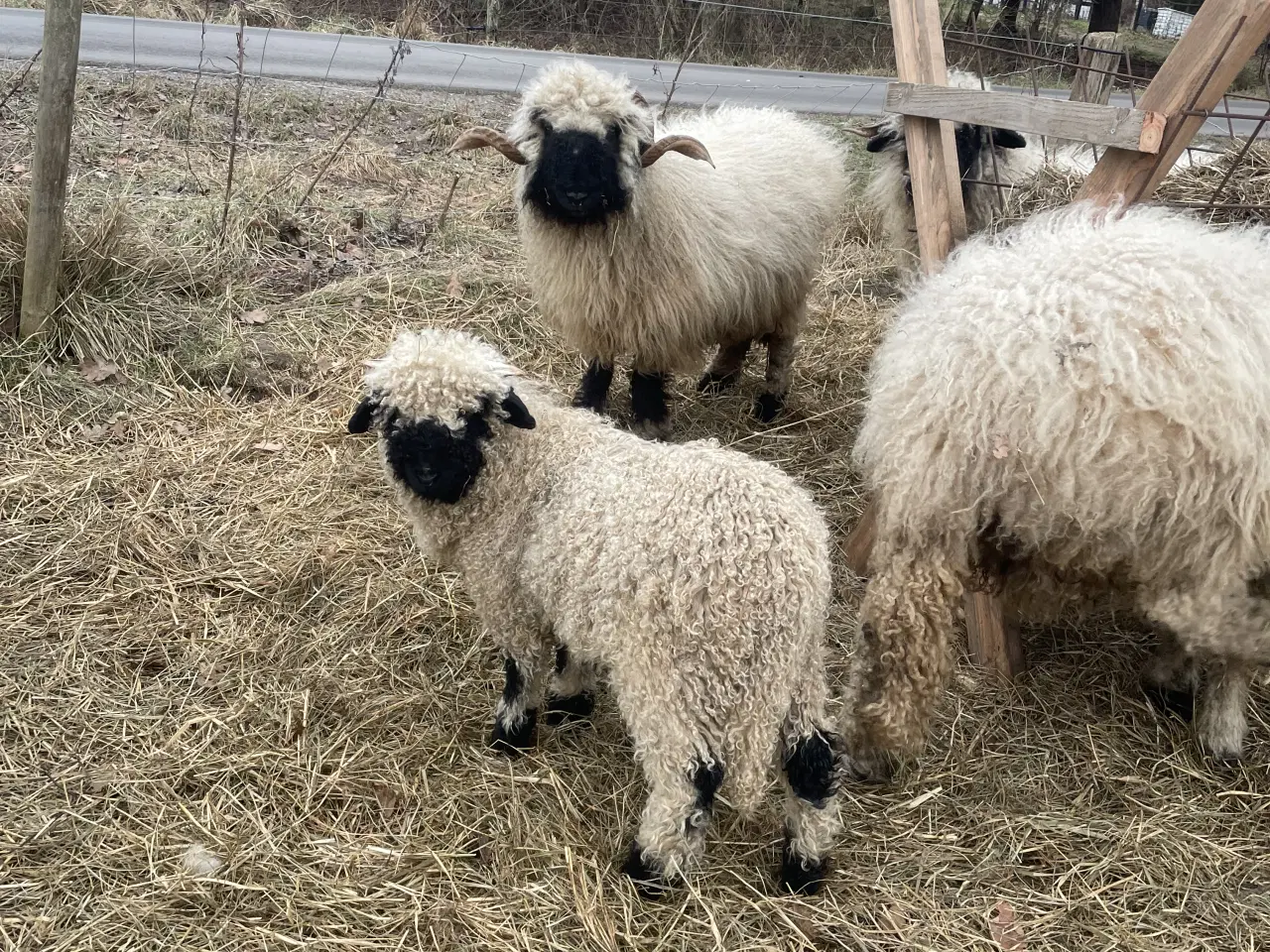 Billede 8 - Flot Valais Blacknose vædderlam 