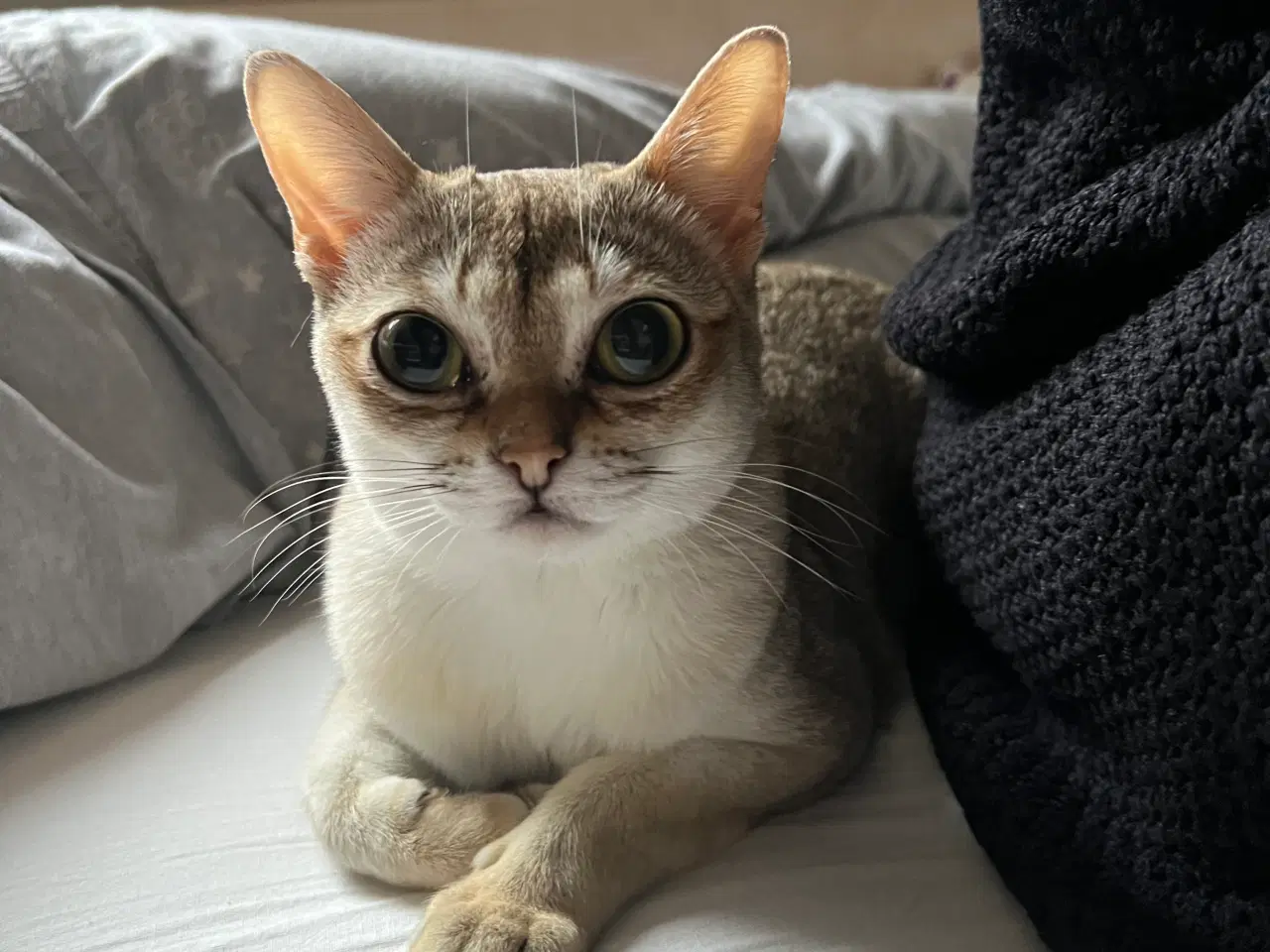 Billede 2 - Singapura